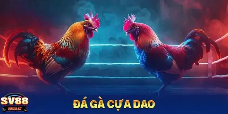 đá gà cựa dao