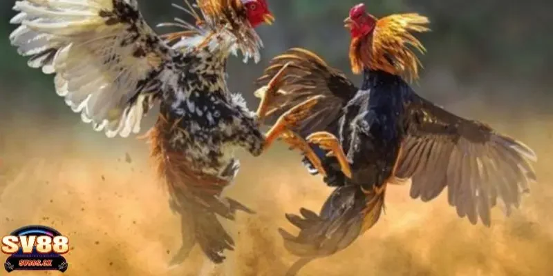 đá gà cựa sắt