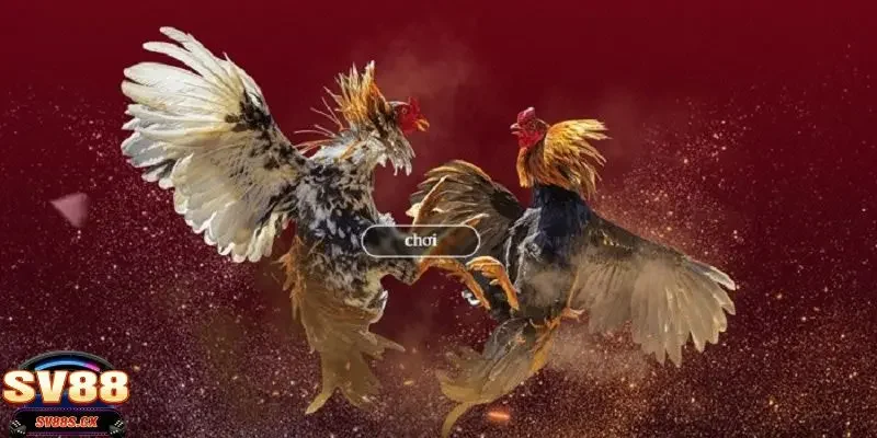 Những điểm nổi bật của hình thức đá gà online là gì?