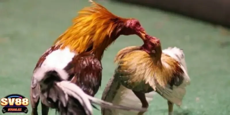 đá gà online là gì