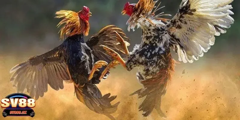 Tổng hợp các hình thức cá cược phổ biến tại đá gà SV88