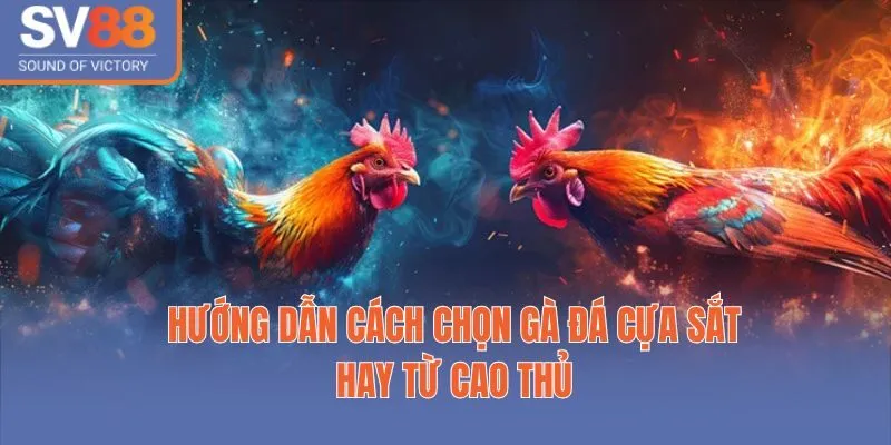 Hướng Dẫn Cách Chọn Gà Đá Cựa Sắt Hay Từ Cao Thủ