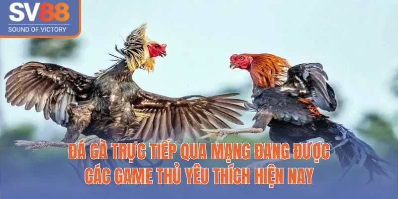Đá gà trực tiếp qua mạng đang được các game thủ yêu thích hiện nay