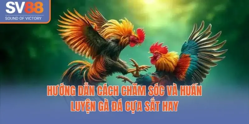 Hướng dẫn cách chăm sóc và huấn luyện gà đá cựa sắt hay