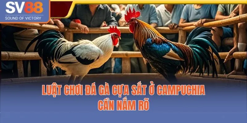 Luật chơi đá gà cựa sắt ở Campuchia cần nắm rõ