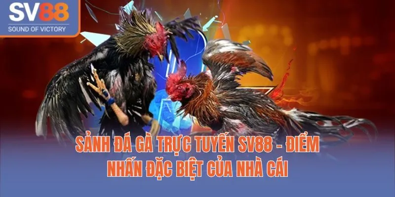 Sảnh đá gà trực tuyến SV88 - điểm nhấn đặc biệt của nhà cái