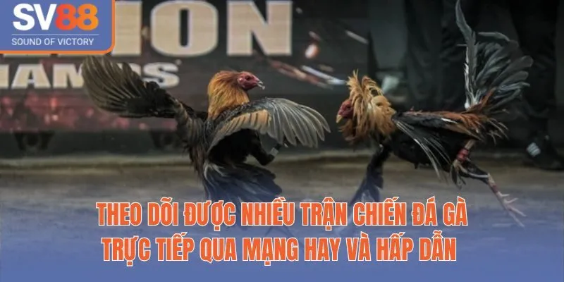 Theo dõi được nhiều trận chiến đá gà trực tiếp qua mạng hay và hấp dẫn 