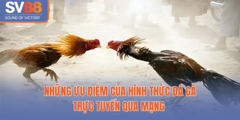 Những ưu điểm của hình thức đá gà trực tuyến qua mạng 